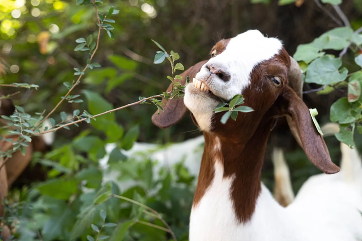 ADOPT A GOAT!